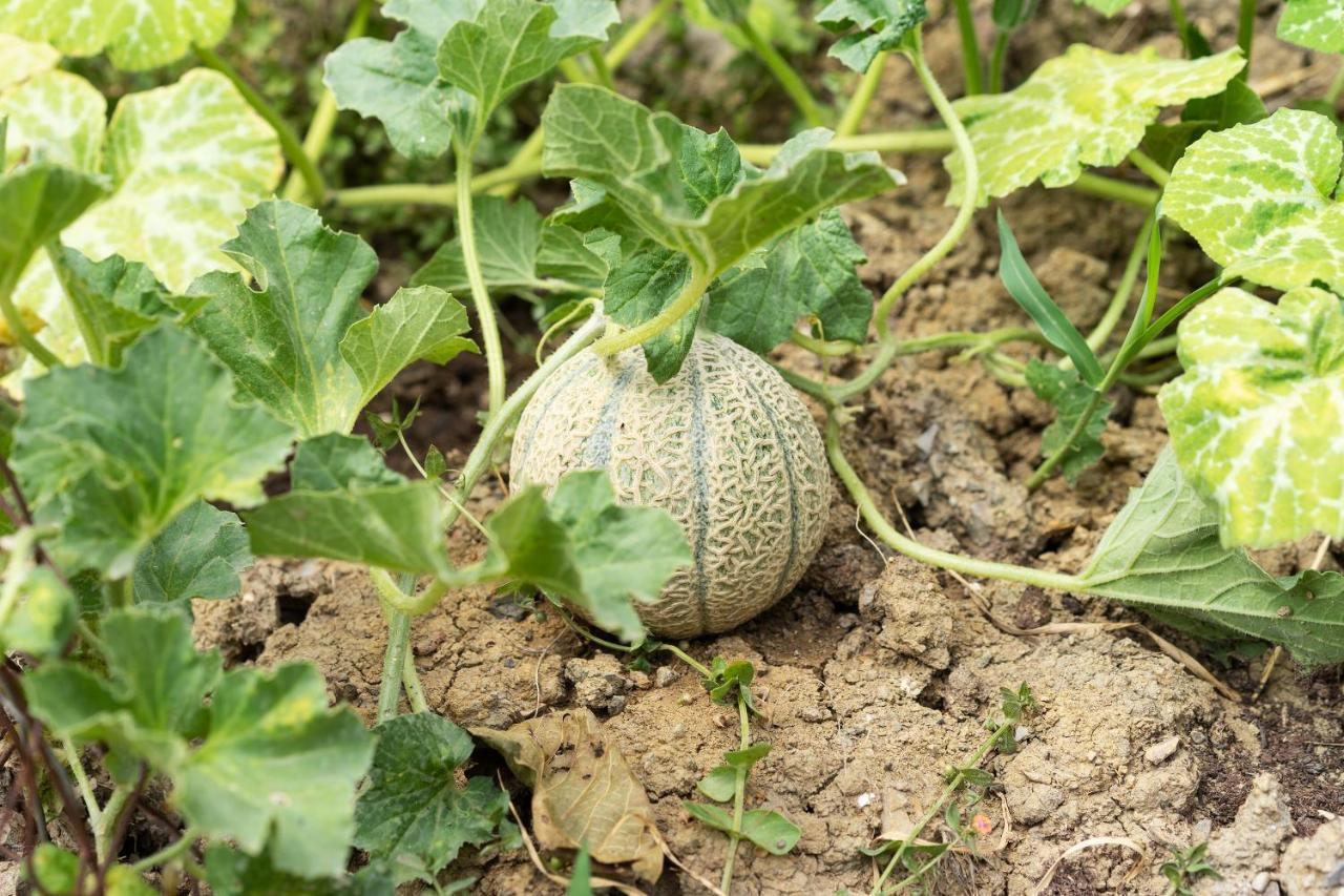 La Fabbrichina Il Luogo Della Pace Διαμέρισμα Camporbiano Εξωτερικό φωτογραφία